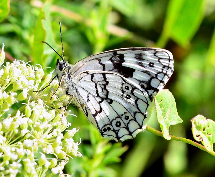 Melanargia larissa (Geyer, 1828)